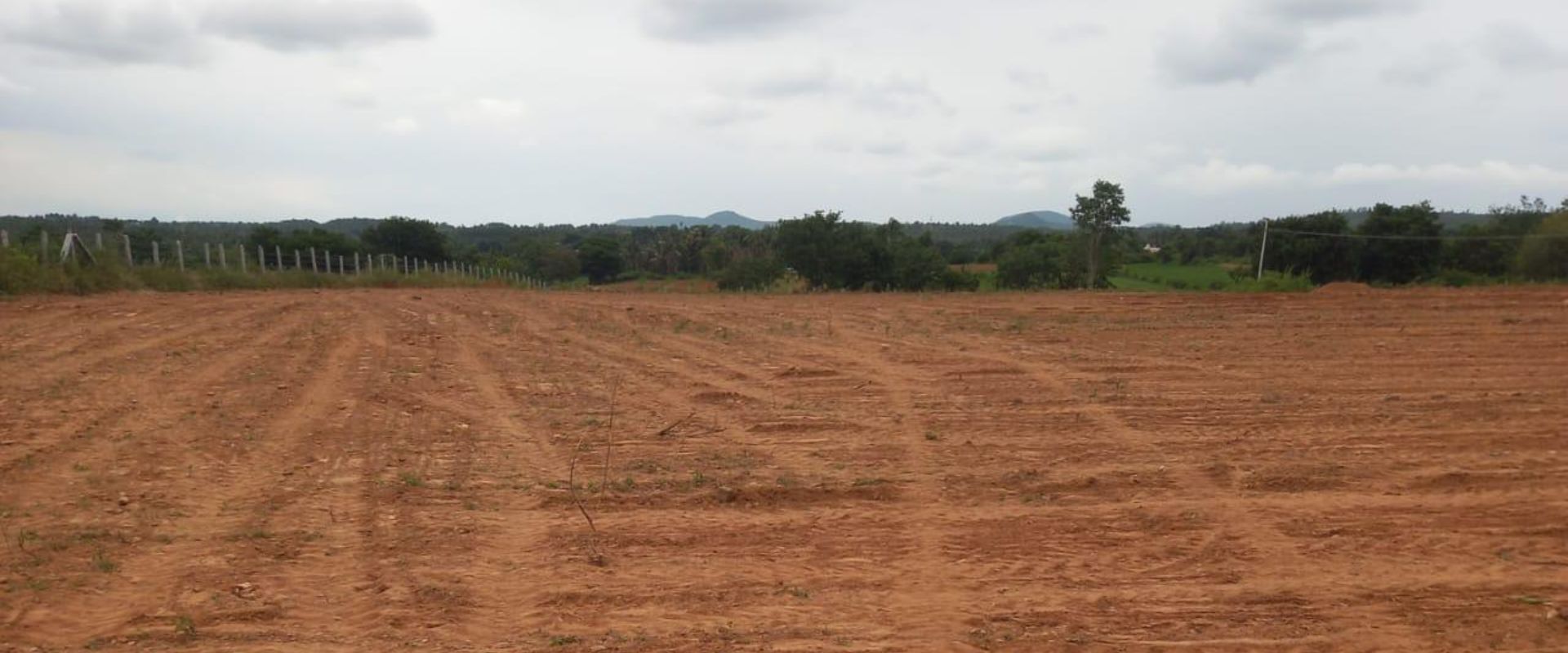 Mulching – the Ancestral Wisdom of Soil Care